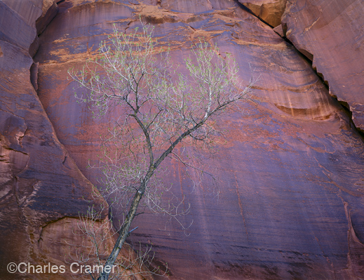photograph &copy;Charles Cramer